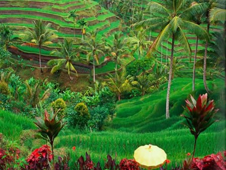 There+is+no+life+outside+Ubud++-+and+if+there+is%2C+it%C3%A2%E2%82%AC%E2%84%A2s+not+the+same